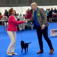 IDS Brno (CZ) 15.02.2025 C.I.B., MultiGrCH und C.I.B.-V Josch Bohemia Hapet Veteranenklasse: CACIB-V, Best of Veteran