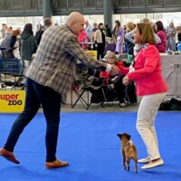 IDS Brno (CZ) 15.02.2025 C.I.B. und MultiCH Mdac's Lady Layla Ehrenklasse: Winner of Honour Class