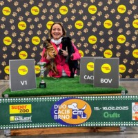 IDS Brno (CZ) 15.02.2025 C.I.B., MultiGrCH und C.I.B.-V Josch Bohemia Hapet Veteranenklasse: CACIB-V, Best of Veteran und C.I.B. und MultiCH Mdac's Lady Layla Ehrenklasse: Winner of Honour Class