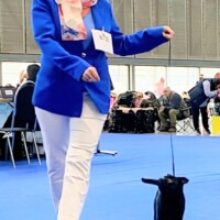 IDS Brno (CZ) 16.02.2025 C.I.B., MultiGrCH und C.I.B.-V Josch Bohemia Hapet Veteranenklasse: CACIB-V, Best of Veteran
