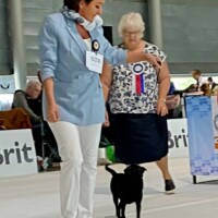 EDS Brno (CZ) 13.04.2025 C.I.B., MultiGrCH und C.I.B.-V Josch Bohemia Hapet Veteranenklasse