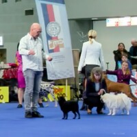 IDS Brno (CZ) 15.02.2025 C.I.B., MultiGrCH and C.I.B.-V Josch Bohemia Hapet veteran class: CACIB-V, Best of Veteran