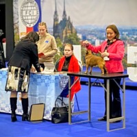 IDS Brno (CZ) 25.01.2026 C.I.B. a MultiCh Mdac's Lady Layla čestná třída: V1