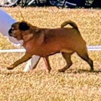 IDS Bornholm (DK) 14. 08. 2026 C.I.B. und MultiCh Mdac's Lady Layla Veteranenklasse: Exc., CACIB-V, BOV und vet. CERT