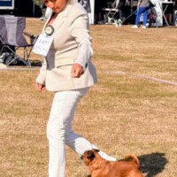NDS Bornholm (DK) 16. 08. 2026 C.I.B. and MultiCh Mdac's Lady Layla veteran class: Exc. 1, CK 2.BTK, R.NCAC, Vet. CERT, N - VCAC, BIK, Bornholms Veteran Vinder, Bedste Veteran I Ragen