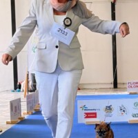 IDS Olomouc (CZ) 13. 09. 2026 C.I.B. a MultiCh Mdac's Lady Layla třída veteránů: CAC, FCI-CACIB-V, BOV, BOS (21 entries)