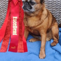 IDS Bornholm (DK) 15. 08. 2026 C.I.B. und MultiCh Mdac's Lady Layla Veteranenklasse: Exc. 1