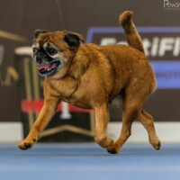IDS Kraków (PL) 28.06.2026 C.I.B. a MultiCh Mdac's Lady Layla třída veteránů: Veteran Winner, Best Veteran in Breed, BOS a CACIB-V