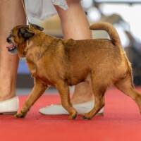 IDS Kraków (PL) 28.06.2026 C.I.B. und MultiCh Mdac's Lady Layla Veteranenklasse: Veteran Winner, Best Veteran in Breed, BOS und CACIB-V